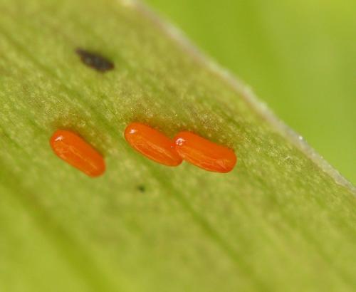 Réf. 68 489 : Lilioceris lilii