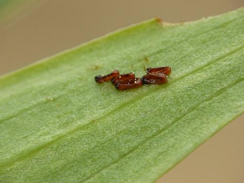 Lilioceris lilii