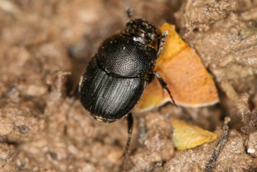 Réf. 68 900 : Onthophagus ovatus