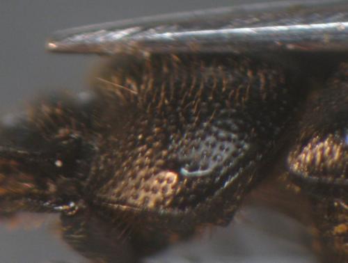 Réf. 68 903 : Onthophagus ovatus