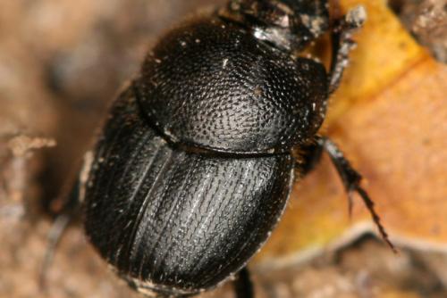 Réf. 68 901 : Onthophagus ovatus