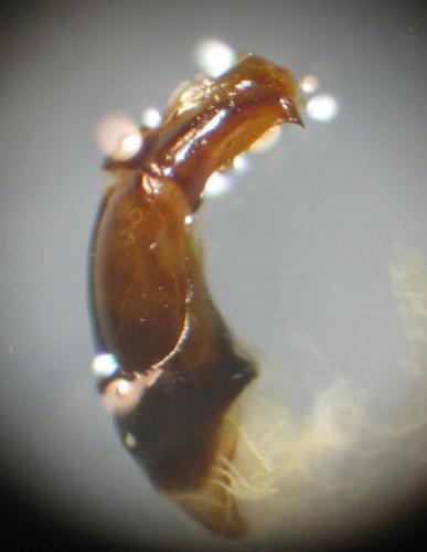 Réf. 68 902 : Onthophagus ovatus