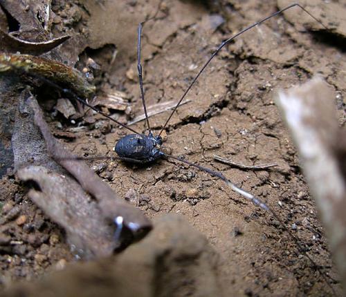 Gagrella sp.