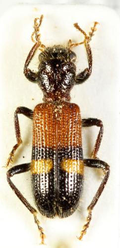 Opilo cilicicus