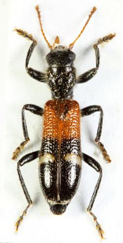 Opilo taeniatus
