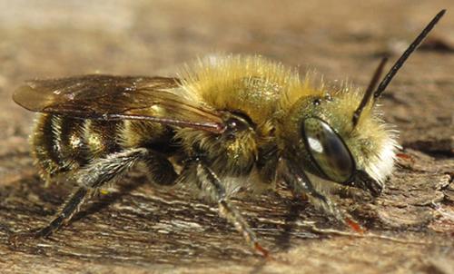 Réf. 68 516 : Osmia sp.