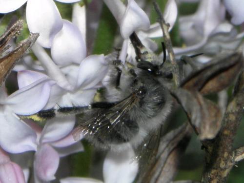 Anthophora plumipes