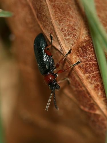 Oulema sp.