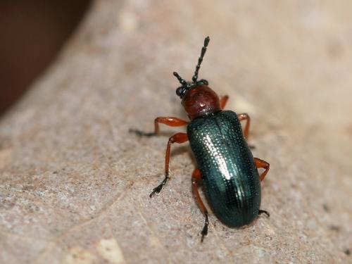 Oulema sp.