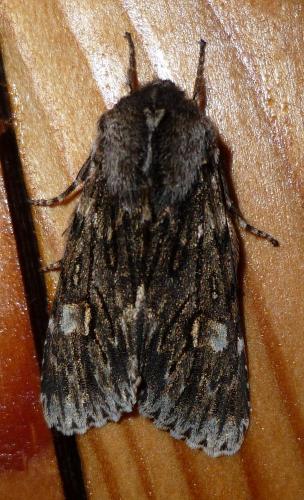 Brachionycha nubeculosa