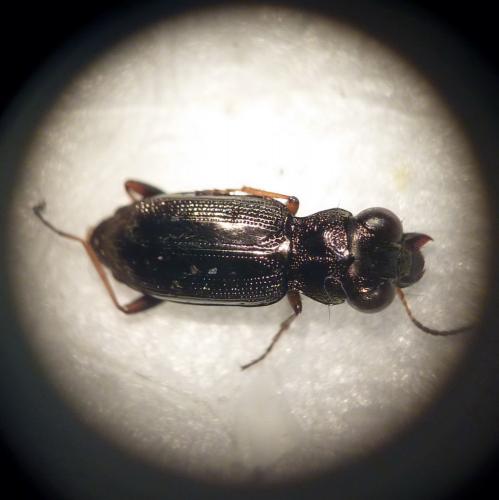 Réf. 68 394 : Notiophilus rufipes