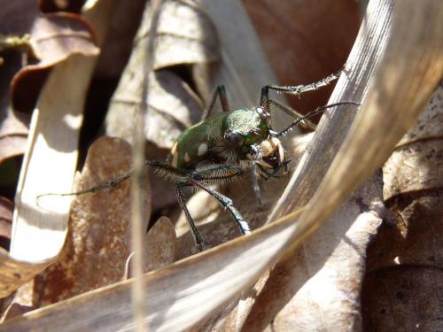 Réf. 68 526 : Cicindela sylvicola