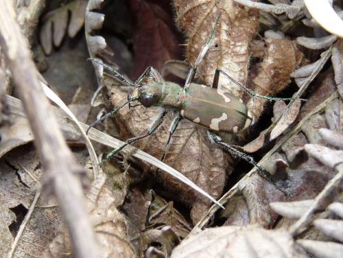 Réf. 68 527 : Cicindela sylvicola