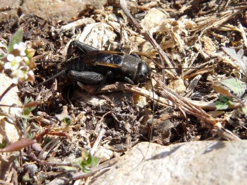 Melanogryllus desertus
