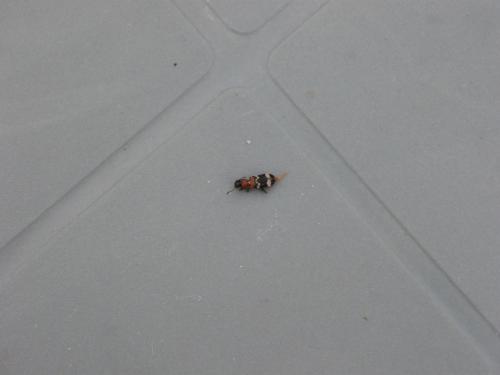 Réf. 68 333 : Thanasimus formicarius