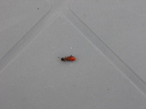 Réf. 68 334 : Thanasimus formicarius