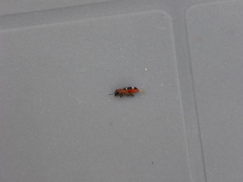 Thanasimus formicarius