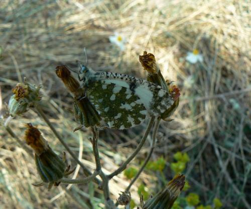 Euchloe tagis