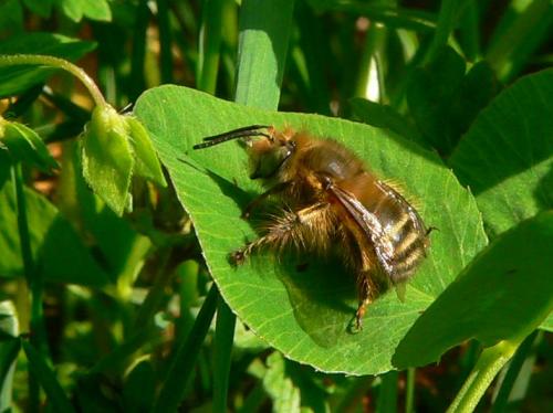 Anthophora salviae