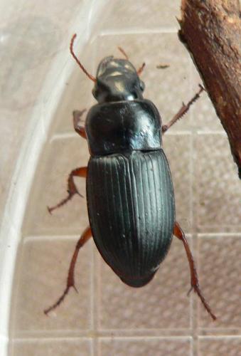 Harpalus rubripes