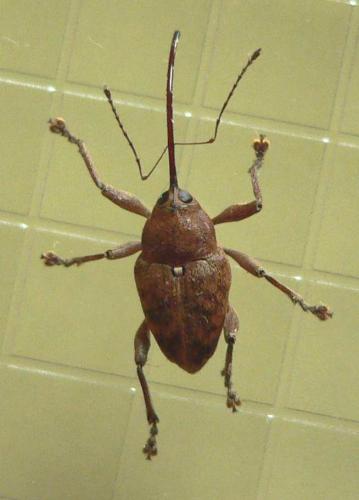 Réf. 68 230 : Curculio glandium