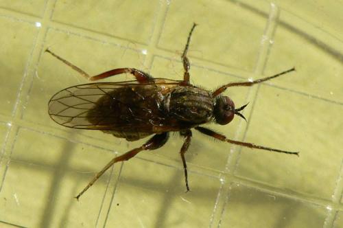 Empis femorata