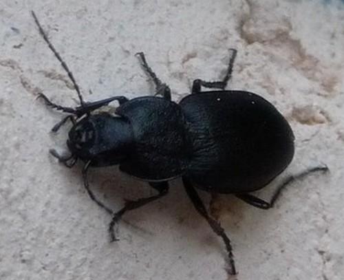Licinus sp.
