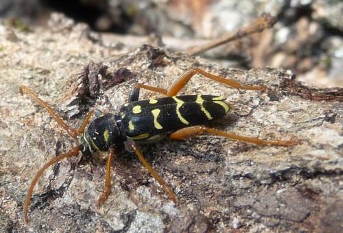 Plagionotus arcuatus