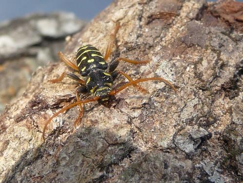 Plagionotus arcuatus