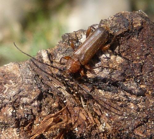 Réf. 68 330 : Phymatodes testaceus