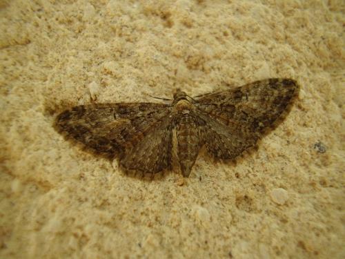 Réf. 68 021 : Eupithecia abbreviata
