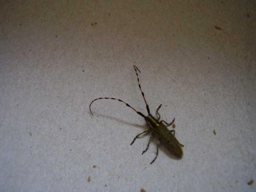 Réf. 68 052 : Agapanthia dahli