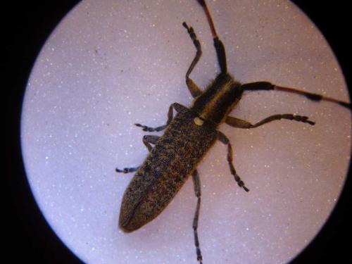 Agapanthia dahli