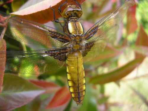 Réf. 68 364 : Libellula depressa