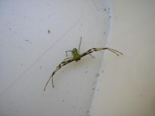 Diaea dorsata