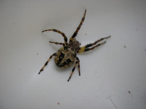 Larinioides cornutus