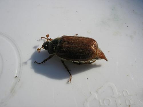 Melolontha melolontha
