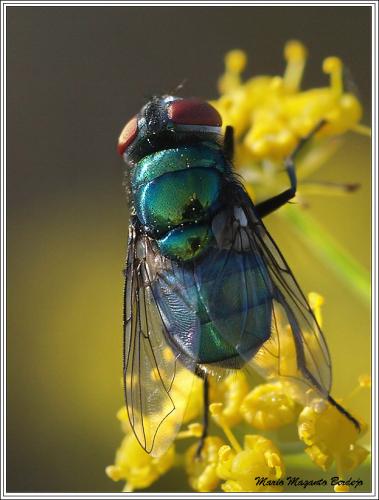 Réf. 68 387 : Chrysomya albiceps