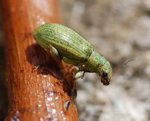 Réf. 68 003 : Pachyrhinus lethierryi