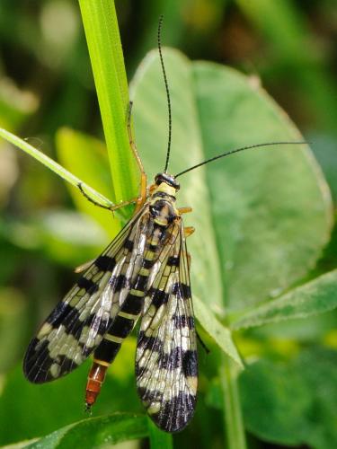 Panorpa vulgaris