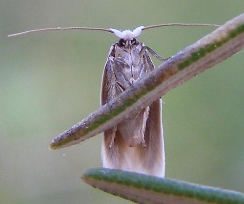 Pseudopostega chalcopepla