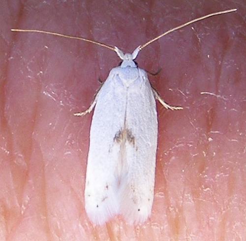 Pseudopostega chalcopepla