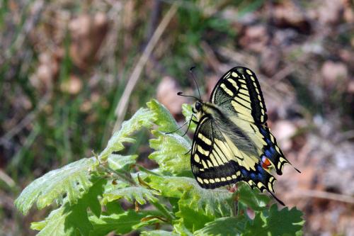 Réf. 68 491 : Papilio machaon