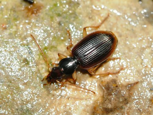 Réf. 68 953 : Paranchus albipes