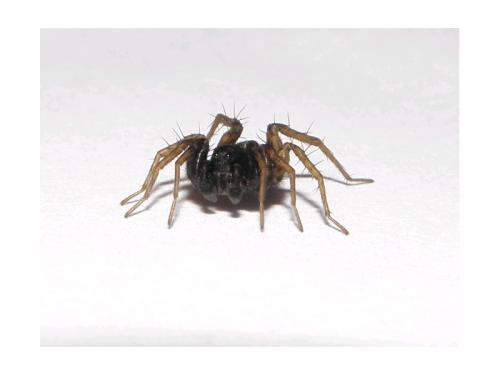 Pardosa sp.