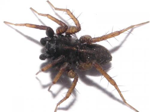 Pardosa sp.