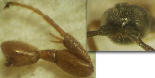 Hypsicera femoralis