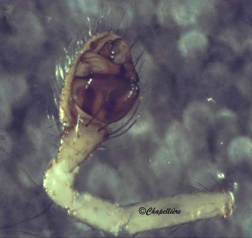Réf. 68 476 : Theridion mystaceum