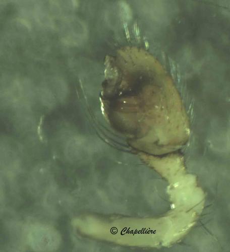 Theridion mystaceum