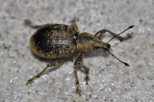 Réf. 68 841 : Liophloeus tessulatus